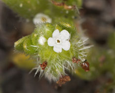 Слика од Cryptantha leiocarpa (Fisch. & C. A. Mey.) Greene