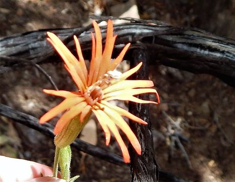 Слика од Silene laciniata subsp. greggii (Gray) C. L. Hitchc. & Maguire