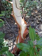 Image of Texas madrone