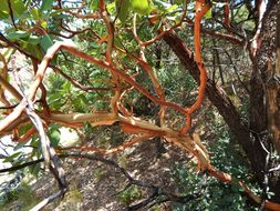 Image of Texas madrone