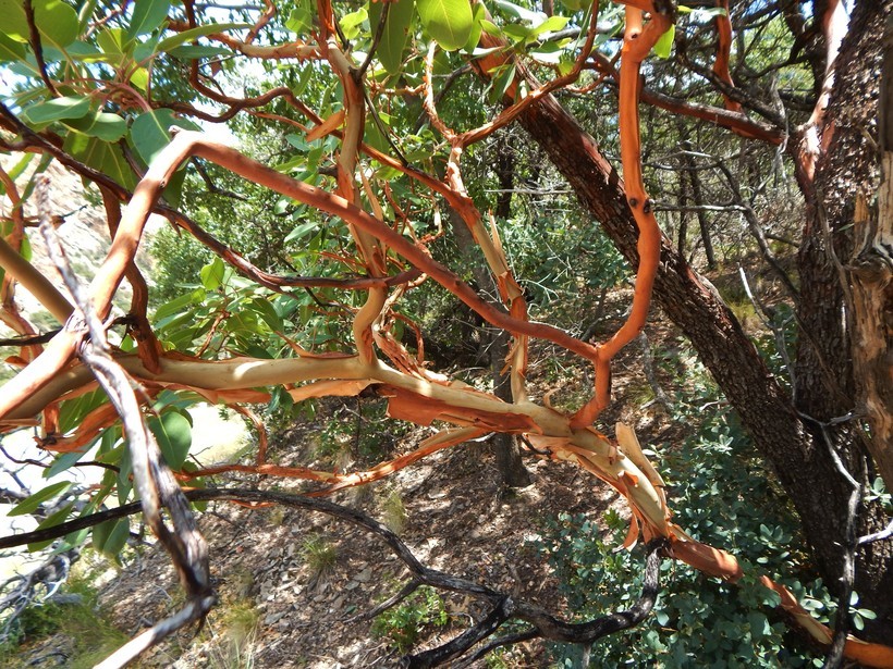 Image of Texas madrone