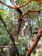 Image of Texas madrone