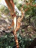 Image of Texas madrone