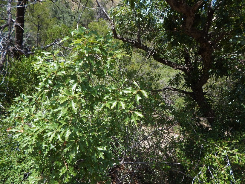 Image of Chisos red oak