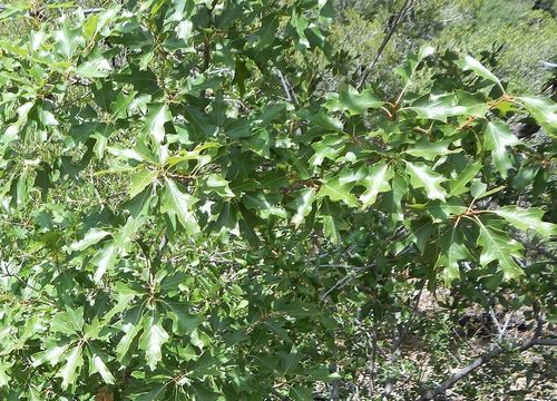 Image of Chisos red oak