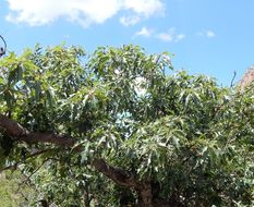 Image of Chisos red oak