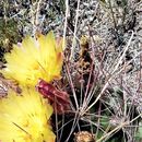 Image de Ferocactus hamatacanthus (Muehlenpf.) Britton & Rose