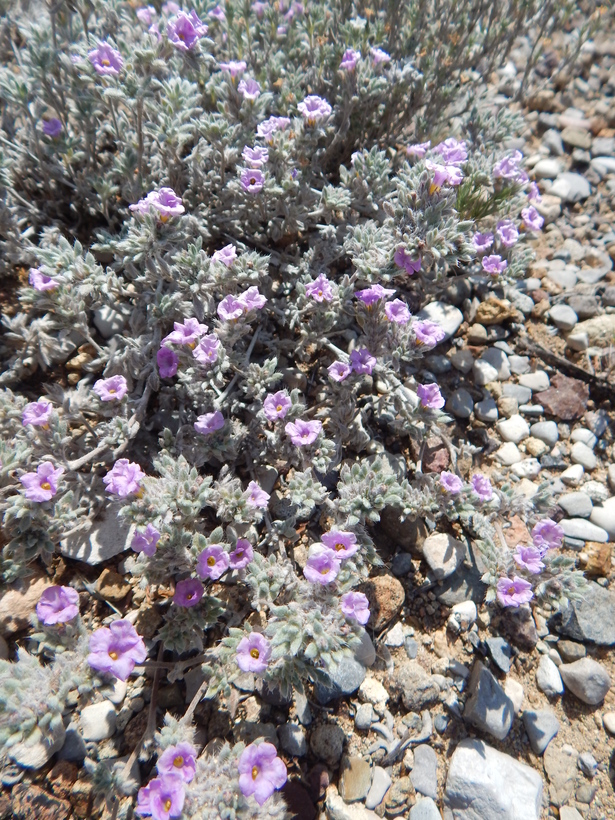 Image of Texas crinklemat