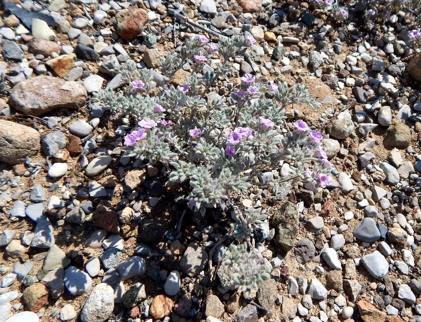 Image of Texas crinklemat