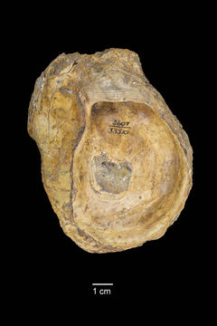 Image of <i>Ostrea griesensis</i>