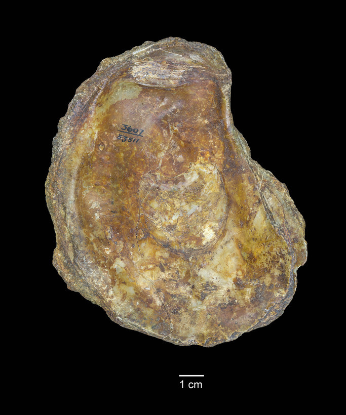 Image of <i>Ostrea griesensis</i>