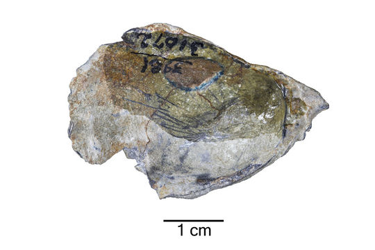 Image of <i>Ostrea crandalli</i>