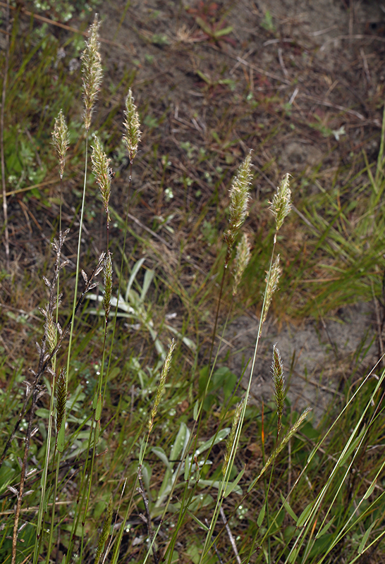 Image of Sweet vernal grass