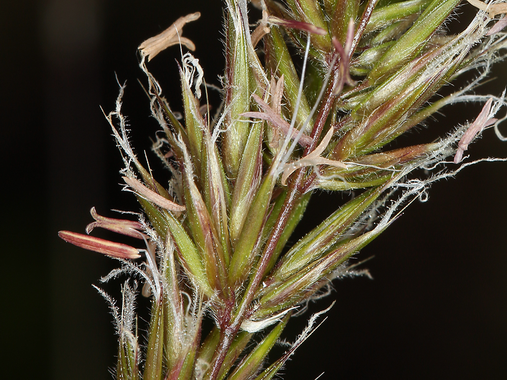 Image of Sweet vernal grass