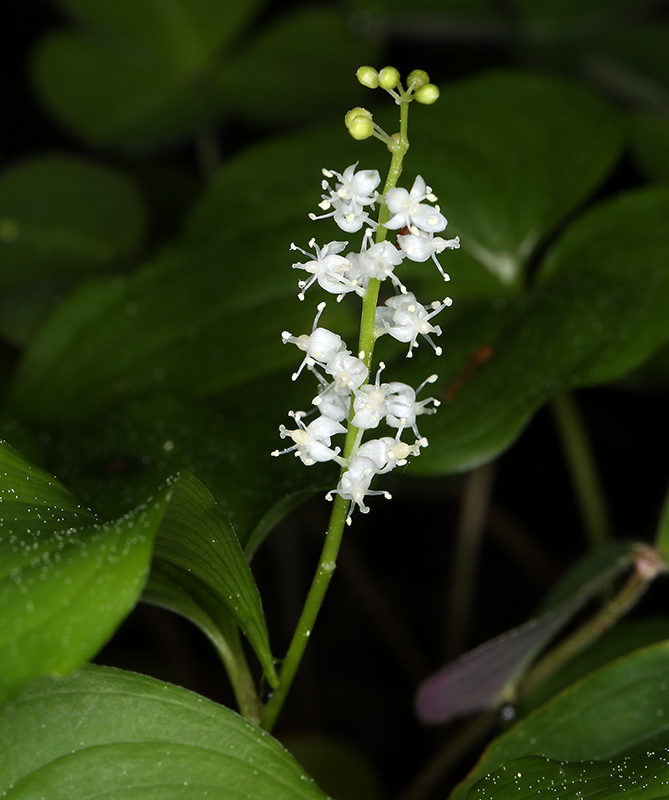 Image of false lily of the valley