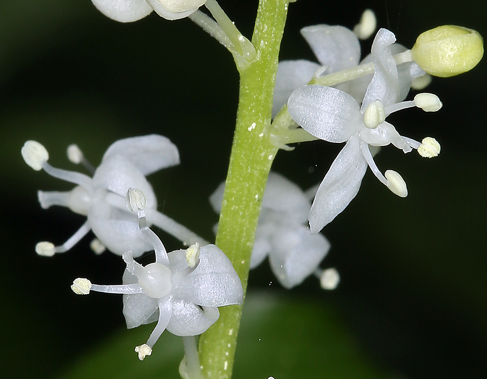 Imagem de Maianthemum dilatatum (Alph. Wood) A. Nelson & J. F. Macbr.