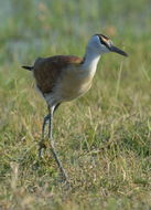 Image of African Jacana