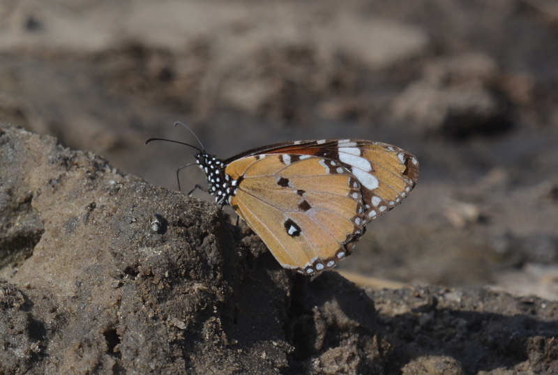 Image of Plain tiger