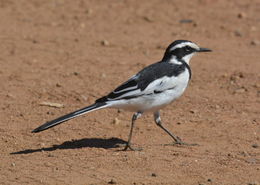 Image of African Pied Wagtail