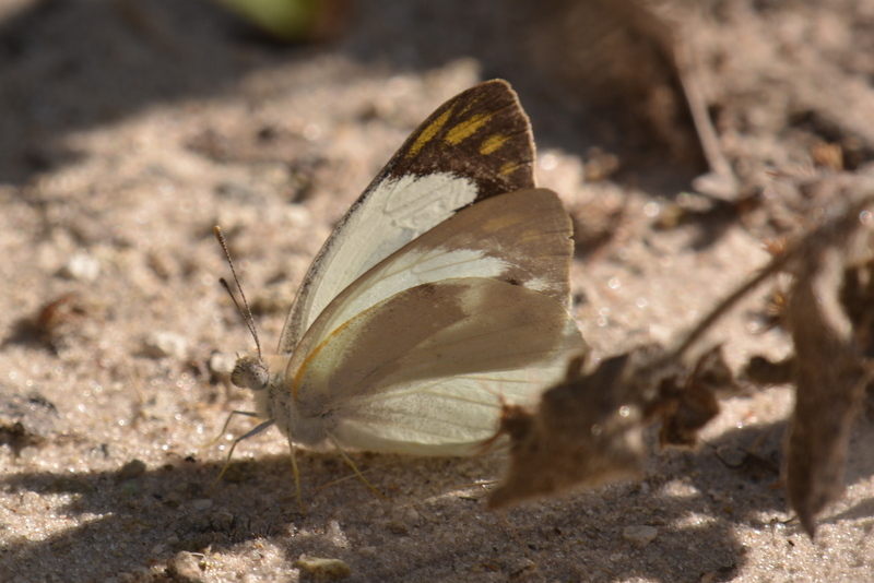 Image of Banded Gold Tip