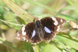 Image de Junonia oenone Linnaeus 1764