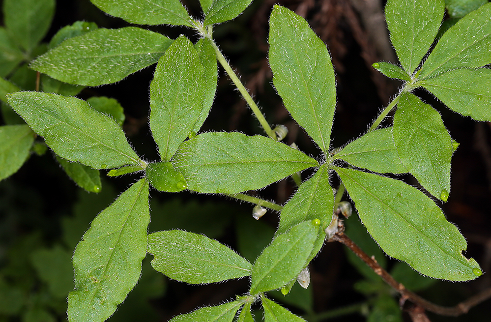 Image of rusty menziesia