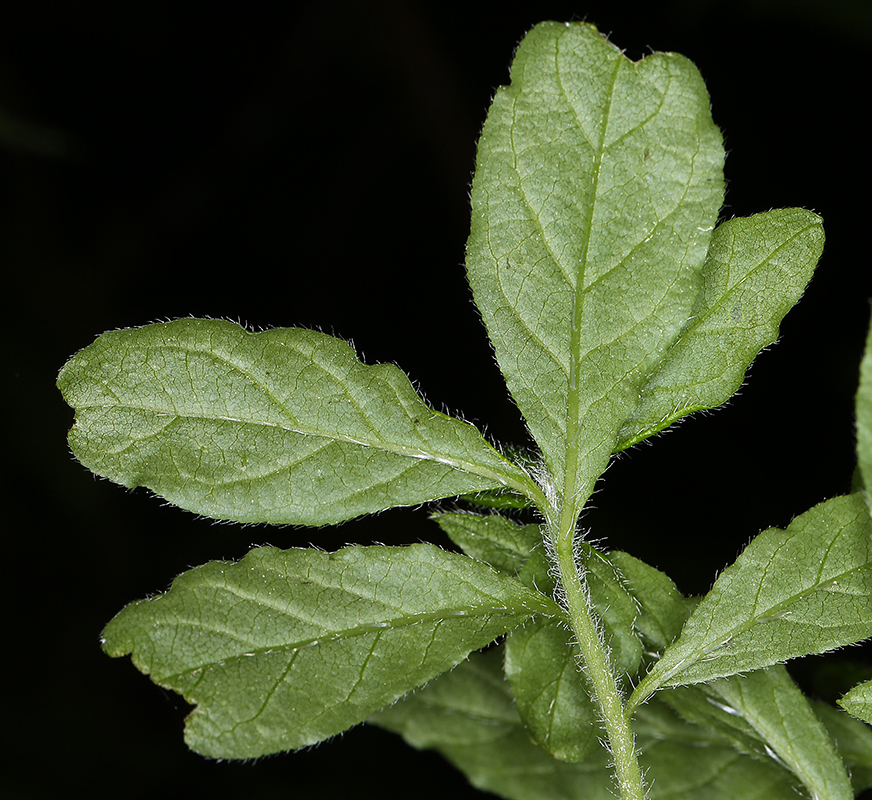 Image of rusty menziesia