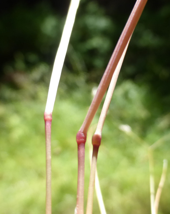 Image of silver hairgrass