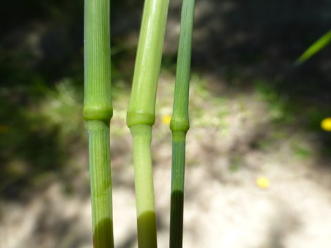 Image of Cock's-foot