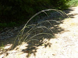 Imagem de Deschampsia elongata (Hook.) Munro