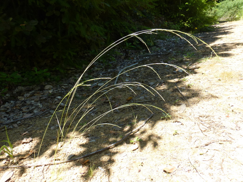 Deschampsia elongata (Hook.) Munro的圖片