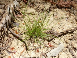 Imagem de Deschampsia elongata (Hook.) Munro