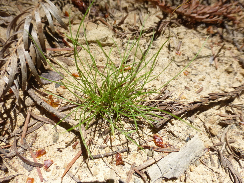 Deschampsia elongata (Hook.) Munro的圖片