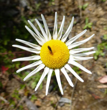 Plancia ëd Leucanthemum vulgare Lam.