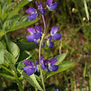 Sivun Lupinus rivularis Lindl. kuva