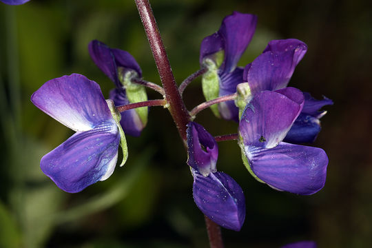 Image of Riverbank Lupine