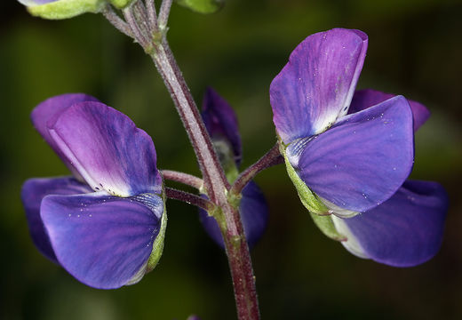 Image of Riverbank Lupine