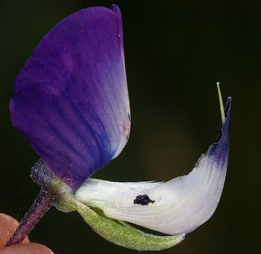 Image of Riverbank Lupine