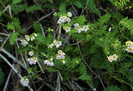 Image of royal Jacob's-ladder