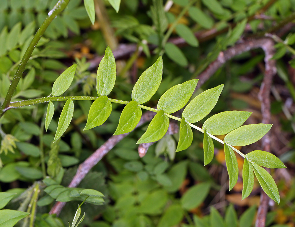 Image of royal Jacob's-ladder