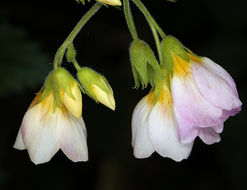 Слика од Polemonium carneum A. Gray