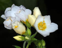 Слика од Polemonium carneum A. Gray