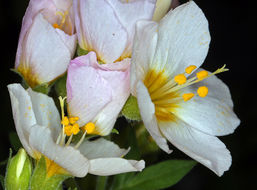 Слика од Polemonium carneum A. Gray