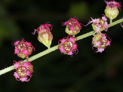 Tellima grandiflora (Pursh) Douglas ex Lindley的圖片