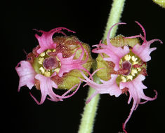 Sivun Tellima grandiflora (Pursh) Douglas ex Lindley kuva