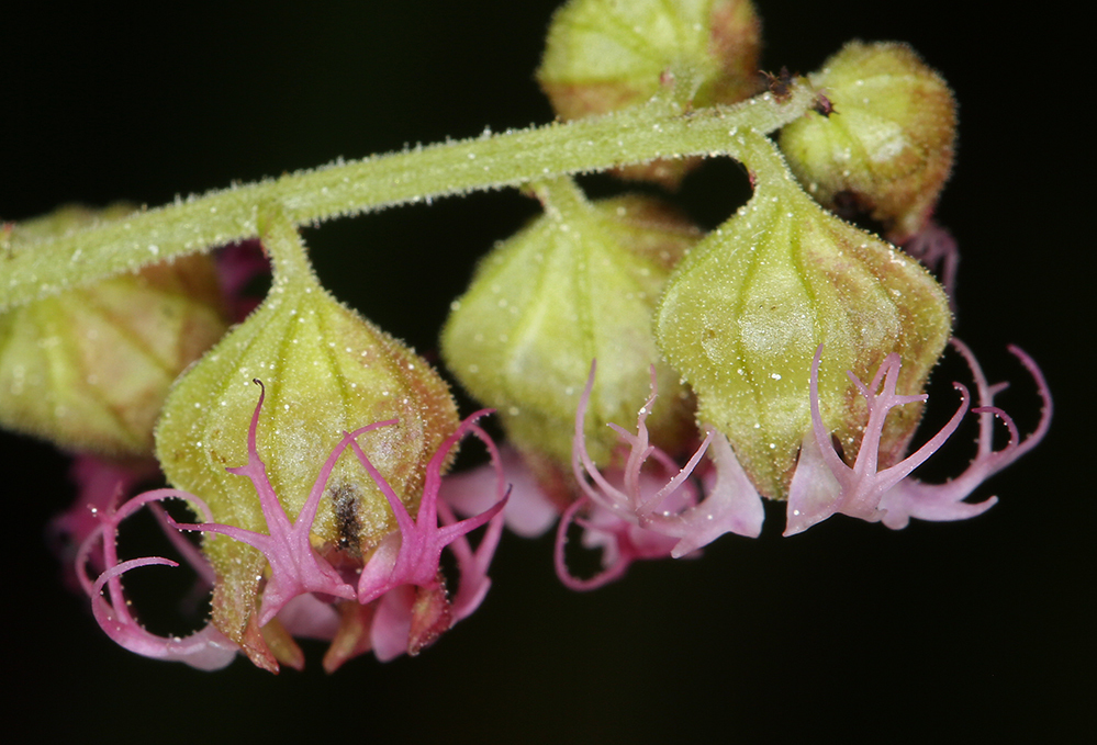 Sivun Tellima grandiflora (Pursh) Douglas ex Lindley kuva