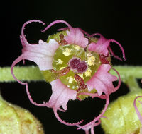 Sivun Tellima grandiflora (Pursh) Douglas ex Lindley kuva