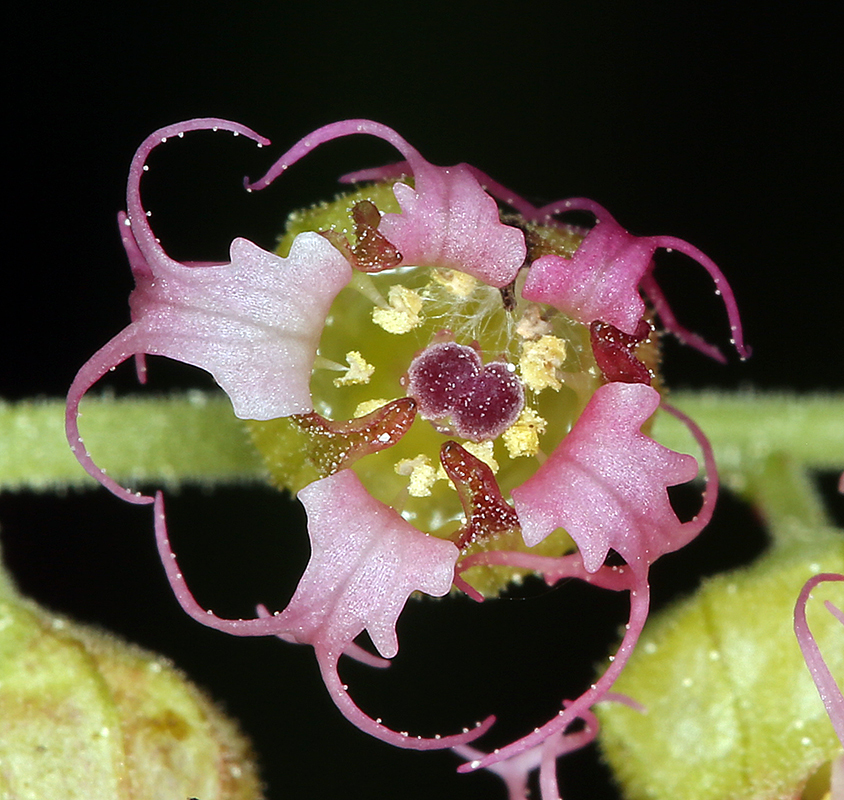 Tellima grandiflora (Pursh) Douglas ex Lindley的圖片