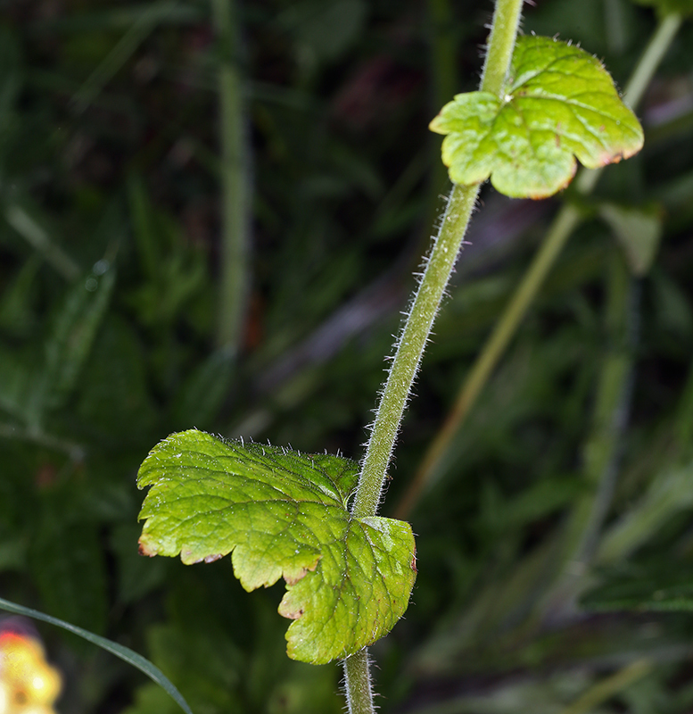 Tellima grandiflora (Pursh) Douglas ex Lindley的圖片