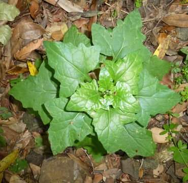 Sivun Adenocaulon bicolor Hook. kuva